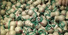 Tạm giam đối tượng vận chuyển 20,5kg pháo trứng