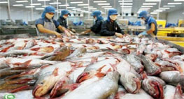 Xuất khẩu cá da trơn vào Mỹ tiếp tục gặp khó khăn