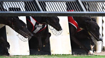 Australia: Môn đua chó đầy chuyện ngược đãi thú vật