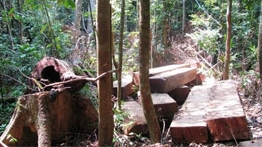 Bắt nguyên Trưởng Trạm Kiểm lâm và 4 cá nhân liên quan vụ phá rừng Cà Nhông