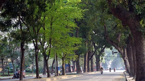 Thanh tra Hà Nội kết luận: Không phát hiện ‘lợi ích nhóm’ trong việc thay thế cây xanh