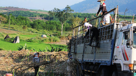 Thêm một mùa mía ‘đắng’