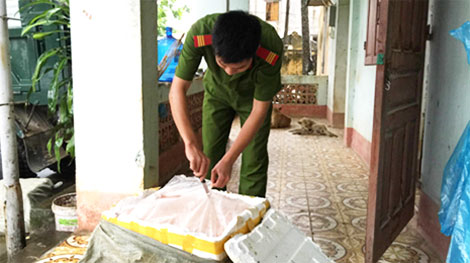 Bắt 700 kg nầm lợn vô chủ