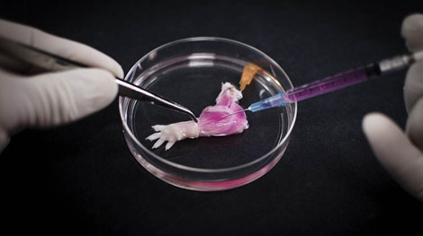 Chi giả từ chuột trong phòng thí nghiệm