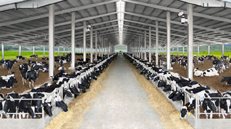 Vinamilk sẽ có thêm 3 trang trại chăn nuôi bò sữa tại Lâm Đồng