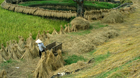 Cho phép TP Hồ Chí Minh chuyển đổi 150ha đất lúa xây dựng bãi thải, nhà ở
