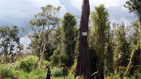 Nguy cơ tuyệt chủng cây thủy tùng trên đất Tây Nguyên