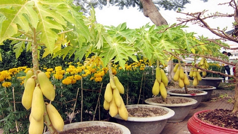 Làm giàu nhờ trồng đu đủ cảnh bán dịp Tết