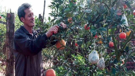 'Sao thần nông' và cây 'độc' có 9 loại quả