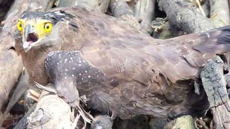 Thả con chim lạ có vóc dáng như đại bàng về với thiên nhiên