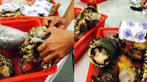 Cho sừng tê giác vào đầu tôm hùm mang lậu về Việt Nam