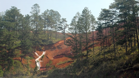 Rừng thông tại Lâm Đồng bị tàn phá