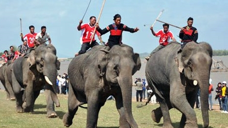 Chi tiền tỷ để bảo tồn, voi vẫn chết