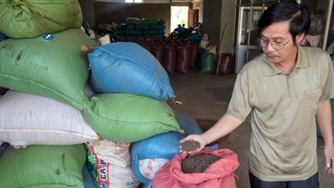 Thương lái Trung Quốc làm rối loạn thị trường hồ tiêu