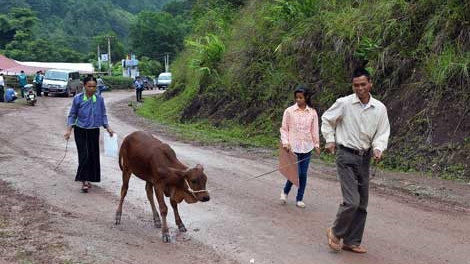 Niềm tin của Keo Lôm về chương trình 'bò giống giúp người nghèo'