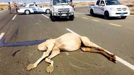 Xe hơi nát bét khi đâm phải lạc đà, 4 người thiệt mạng