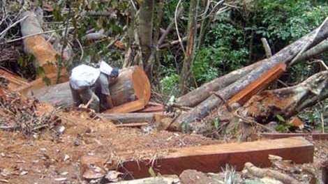 Lâm tặc cướp súng, bắt kiểm lâm làm con tin