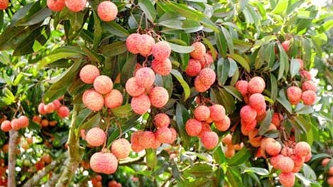 Công nghệ bảo quản vải thiều tươi quanh năm: Đắt có “xắt ra miếng”?