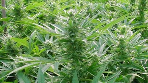 Xử phạt đối tượng trồng 2.000m2 cây cần sa