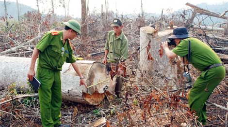 Tàn phá rừng trên đất giao khoán