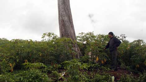 Sự 'chảy máu' đất và rừng nông lâm trường: Đâu là 'liều thuốc' hữu hiệu?