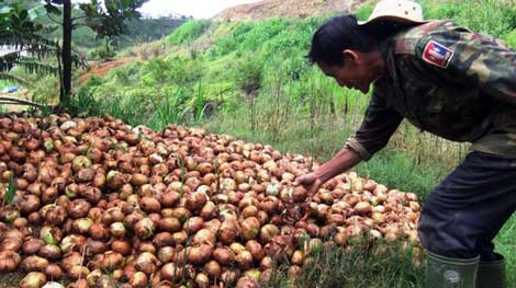 Hành tây Đà Lạt tăng giá đến gần 45.000 đồng/kg