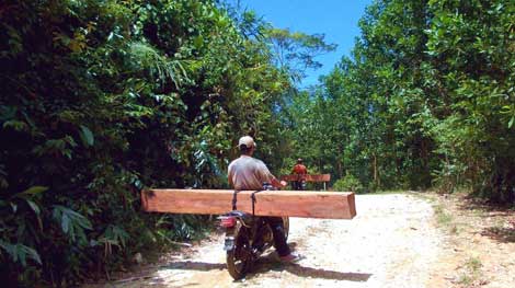 Lâm tặc hoành hành đốn phá rừng Phước Sơn