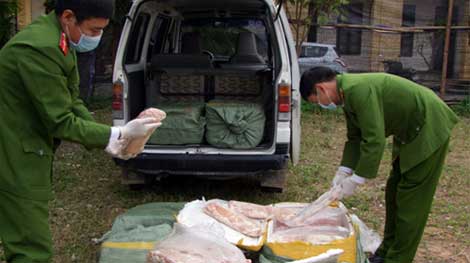 Bắt gần nửa tấn nầm lợn nhập lậu từ Trung Quốc