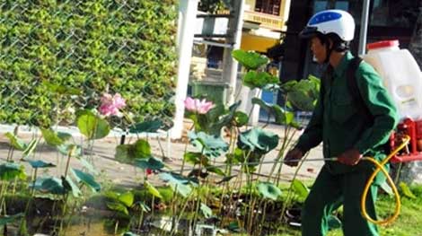 Trồng sen không phải là nguyên nhân khiến bệnh sốt xuất huyết tăng