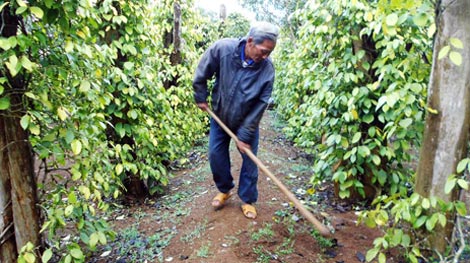 Lại ồ ạt phát triển hồ tiêu: Hệ lụy khó lường