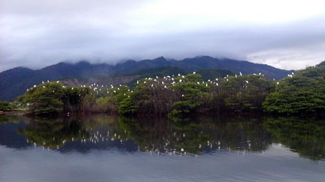 Người chăm bầy chim trời ven thành phố biển