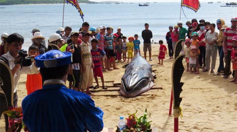 Cá voi dài 6m trôi dạt vào bờ