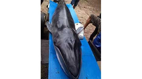 Cá ông nặng hơn 200kg mắc cạn