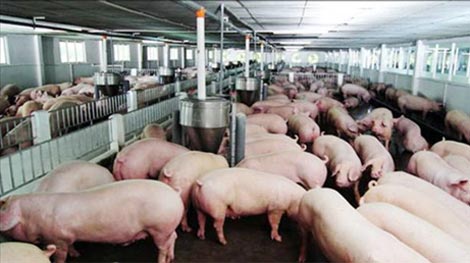 Lộ diện thêm 2 trại nuôi heo sử dụng chất cấm Salbutamol