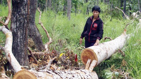 Rừng Tây Nguyên lại chảy máu dữ dội