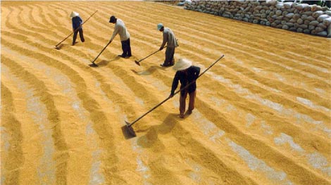 TPP nhìn từ “cánh đồng lớn”  (Kỳ 3) 