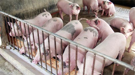 Trang trại sử dụng chất cấm Salbutamol bị buộc giữ lại đàn heo