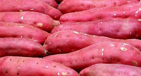 Sự thật về tin khoai lang có độc