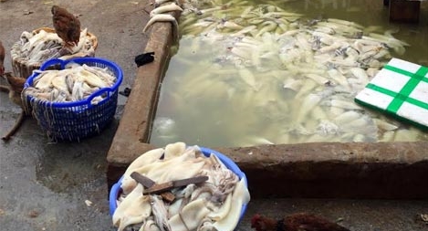 Kinh hãi phát hiện hơn 200kg mực phân hủy