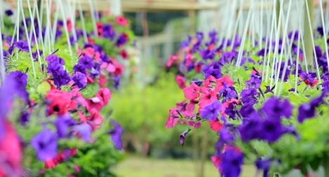 Khám phá xứ sở hoa ở miền Tây