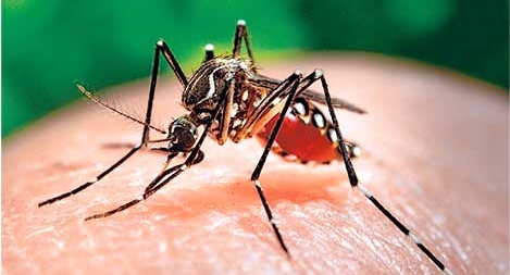 Bệnh do virus Zika đã lây lan ra 36 nước