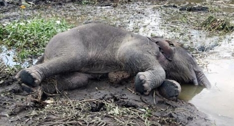 Voi con chết bất thường dưới ao