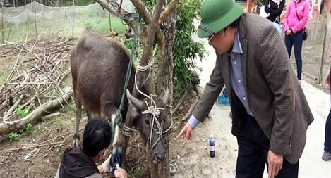 Phòng chống dịch bệnh lở mồm long móng trên gia súc