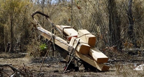 Lâm tặc vẫn ngang nhiên phá rừng tại Đắk Lắk