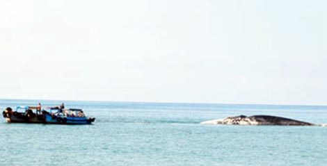 Xác cá voi nặng trên 10 tấn dạt vào gần đảo Phú Qúy