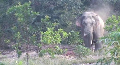 Voi ngà lệch quý hiếm xuất hiện gần khu dân cư