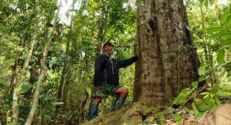 Độc đáo quần thể thông đỏ nghìn năm tuổi