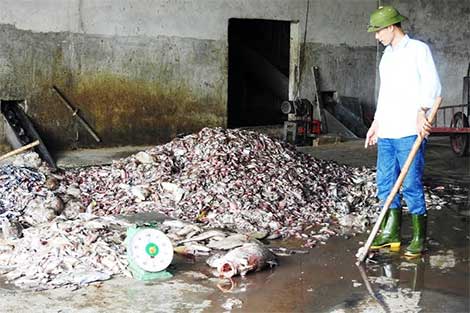 Sau Quảng Bình, cá lại chết bất thường trắng bờ biển Quảng Trị