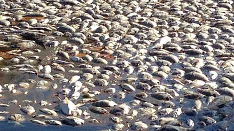 Lập đoàn kiểm tra liên ngành vụ cá chết hàng loạt