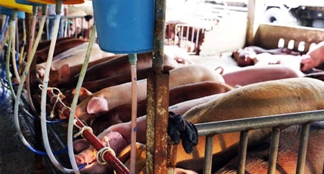 Tiêm thuốc an thần, bơm nước vào heo trước khi giết mổ